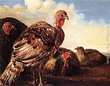 Domestic Fowl by Aelbert Cuyp